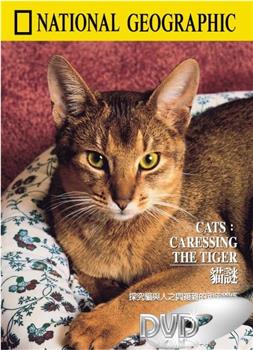 猫谜观看