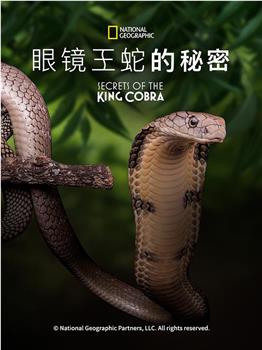 眼镜蛇的秘密观看