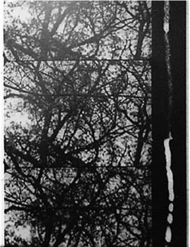 3/60: Bäume im Herbst观看
