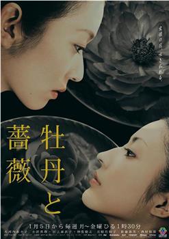 牡丹与玫瑰观看