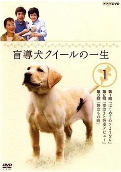 导盲犬小Q之一生观看