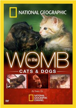 子宫日记：猫与犬观看
