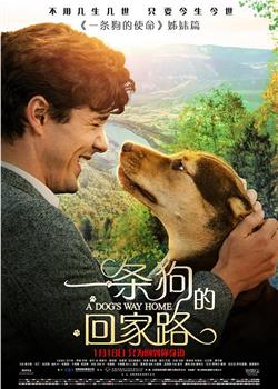 一条狗的回家路观看