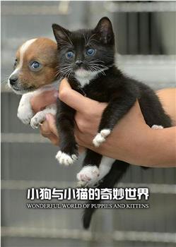 小狗与小猫的奇妙世界观看