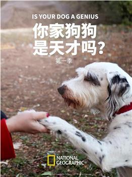 你家狗狗是天才吗？观看