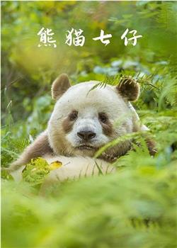 熊猫七仔观看