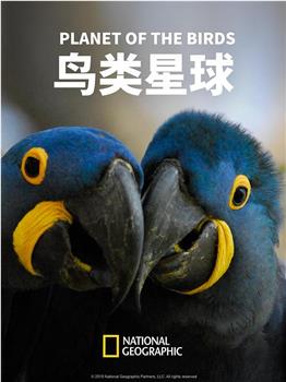 鸟类星球观看