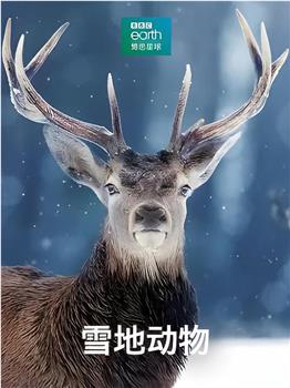 雪地动物观看