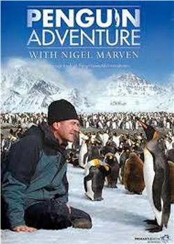 Penguin Week with Nigel Marven观看