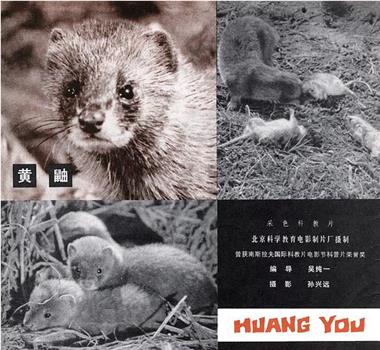 黄鼬观看