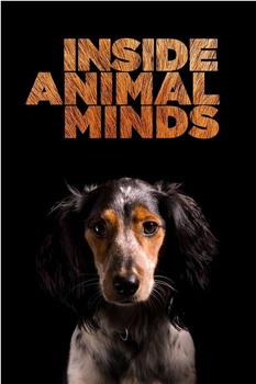 Inside Animal Minds: Dogs & Super Senses观看