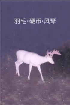 羽毛·硬币·风琴观看