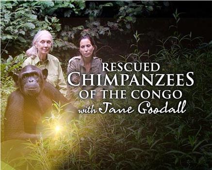 Rescued Chimpanzees of the Congo with Jane Goodall Season 1观看