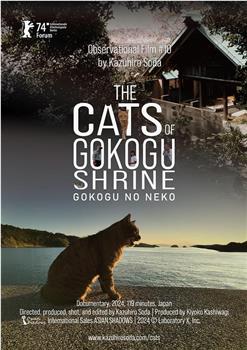 五香宫的猫观看
