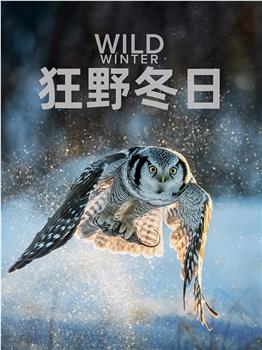 狂野冬日 第一季观看