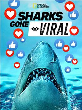 Sharks Gone Viral观看