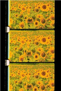 Les tournesols观看