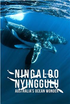 Ningaloo: Australia's Ocean Wonder Season 1观看