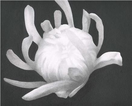 Chrysanthemum观看